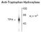 Tryptophan Hydroxylase 1 antibody, NB300-176, Novus Biologicals, Western Blot image 