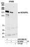 NCK Associated Protein 5 Like antibody, A305-888A-M, Bethyl Labs, Immunoprecipitation image 