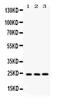 BCL2 Associated Athanogene 2 antibody, PA5-78853, Invitrogen Antibodies, Western Blot image 