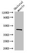 Sphingosine Kinase 1 antibody, orb46135, Biorbyt, Western Blot image 