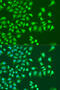 Ninein antibody, 14-604, ProSci, Immunofluorescence image 