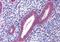 Coiled-Coil Domain Containing 106 antibody, orb94564, Biorbyt, Immunohistochemistry paraffin image 