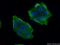 MALT1 antibody, 66225-1-Ig, Proteintech Group, Immunofluorescence image 