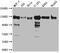 Kinesin Family Member 11 antibody, CSB-RA956956A0HU, Cusabio, Western Blot image 