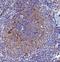 CD63 Molecule antibody, A01080-1, Boster Biological Technology, Immunohistochemistry frozen image 