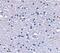  antibody, PA5-20453, Invitrogen Antibodies, Immunohistochemistry frozen image 