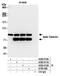 b-catenin antibody, A700-086, Bethyl Labs, Immunoprecipitation image 