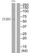 KOC antibody, TA315086, Origene, Western Blot image 