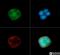 LDL Receptor Related Protein 8 antibody, NB100-2217, Novus Biologicals, Immunofluorescence image 