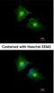 Secretory Carrier Membrane Protein 3 antibody, NBP1-32099, Novus Biologicals, Immunofluorescence image 