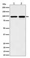 DNA replication licensing factor MCM6 antibody, M02755-3, Boster Biological Technology, Western Blot image 