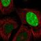 Cancer/Testis Antigen Family 45 Member A1 antibody, NBP2-46736, Novus Biologicals, Immunofluorescence image 