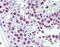 SRY-Box 4 antibody, ARP38234_P050, Aviva Systems Biology, Immunohistochemistry frozen image 