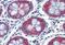 Erythrocyte Membrane Protein Band 4.1 Like 2 antibody, MBS247851, MyBioSource, Immunohistochemistry frozen image 