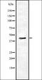 hRap1 antibody, orb337394, Biorbyt, Western Blot image 