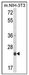 Derlin 1 antibody, AP17987PU-N, Origene, Western Blot image 