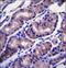HNF-3-beta antibody, LS-C166214, Lifespan Biosciences, Immunohistochemistry paraffin image 