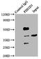 PIH1 Domain Containing 1 antibody, LS-C380155, Lifespan Biosciences, Immunoprecipitation image 