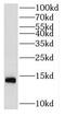 Nuclear Transport Factor 2 antibody, FNab05880, FineTest, Western Blot image 