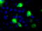 Cytochrome P450 Family 2 Subfamily E Member 1 antibody, TA500735, Origene, Immunofluorescence image 
