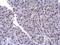 Poly(U)-binding-splicing factor PUF60 antibody, MA5-27822, Invitrogen Antibodies, Immunohistochemistry frozen image 