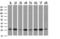 Nipsnap Homolog 2 antibody, LS-C787727, Lifespan Biosciences, Western Blot image 