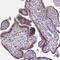 Mannosidase Alpha Class 1C Member 1 antibody, PA5-61719, Invitrogen Antibodies, Immunohistochemistry paraffin image 