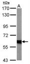NF2 antibody, NBP1-33531, Novus Biologicals, Western Blot image 
