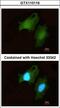 Disco Interacting Protein 2 Homolog B antibody, LS-C186132, Lifespan Biosciences, Immunocytochemistry image 