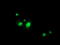 Regulatory Factor X Associated Ankyrin Containing Protein antibody, TA504273, Origene, Immunofluorescence image 