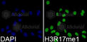 Histone H3 antibody, A3151, ABclonal Technology, Immunofluorescence image 