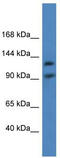 Lon Peptidase 2, Peroxisomal antibody, TA343005, Origene, Western Blot image 