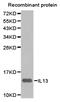 Interleukin 13 antibody, A00077-1, Boster Biological Technology, Western Blot image 