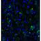 SMAD Specific E3 Ubiquitin Protein Ligase 2 antibody, LS-B12061, Lifespan Biosciences, Immunofluorescence image 