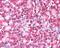 Ymer antibody, NB100-1542, Novus Biologicals, Immunohistochemistry frozen image 