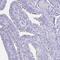 Coiled-Coil Domain Containing 39 antibody, PA5-57242, Invitrogen Antibodies, Immunohistochemistry frozen image 