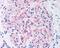 NPHS1 Adhesion Molecule, Nephrin antibody, 48-452, ProSci, Immunohistochemistry frozen image 