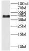 Chromosome 14 Open Reading Frame 28 antibody, FNab01025, FineTest, Western Blot image 