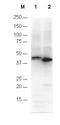His tag antibody, orb345395, Biorbyt, Western Blot image 