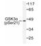 Glycogen Synthase Kinase 3 Alpha antibody, AP01594PU-N, Origene, Western Blot image 