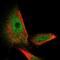 Spastin antibody, HPA017311, Atlas Antibodies, Immunofluorescence image 