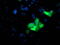 Ubiquitin Specific Peptidase 10 antibody, M03786-1, Boster Biological Technology, Immunofluorescence image 