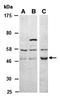Lysine-specific demethylase 5A antibody, orb66908, Biorbyt, Western Blot image 