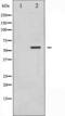 Calcium/Calmodulin Dependent Protein Kinase IV antibody, TA325292, Origene, Western Blot image 