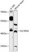 Zinc transporter 4 antibody, 14-767, ProSci, Western Blot image 