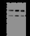 DNA-binding protein A antibody, 204935-T40, Sino Biological, Western Blot image 