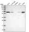 Coatomer subunit delta antibody, NBP2-55235, Novus Biologicals, Western Blot image 