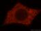 Endoplasmic Reticulum Protein 44 antibody, 16016-1-AP, Proteintech Group, Immunofluorescence image 