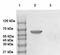 Protein Kinase AMP-Activated Catalytic Subunit Alpha 1 antibody, TA354826, Origene, Western Blot image 