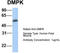 DM1 Protein Kinase antibody, TA346378, Origene, Western Blot image 
